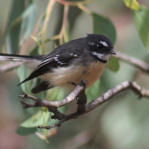 Rhipidura albiscapa at Gundaroo, NSW - 10 Mar 2022