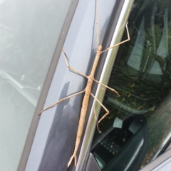 Ctenomorpha marginipennis (Margin-winged stick insect) at Chisholm, ACT - 15 Mar 2022 by Amphylaeus