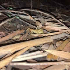 Gryllacrididae (family) (Unidentified Raspy Cricket) at Ulladulla, NSW - 25 Mar 2021 by MattM