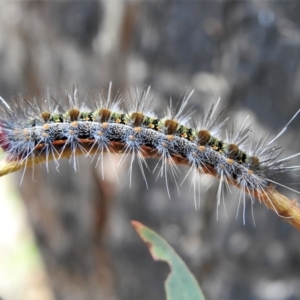 Epicoma melanospila at Paddys River, ACT - 15 Mar 2022