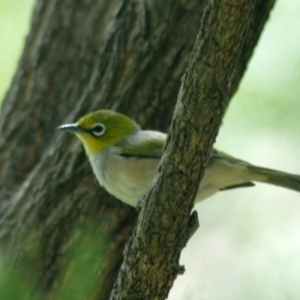 Zosterops lateralis at Aranda, ACT - 15 Mar 2022