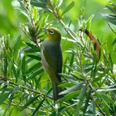 Zosterops lateralis at Aranda, ACT - 15 Mar 2022