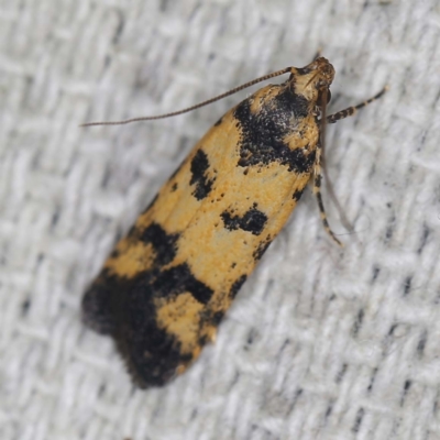 Ardozyga thermochroa (A Gelechioid moth) at O'Connor, ACT - 13 Mar 2022 by ibaird