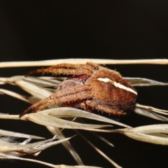 Hortophora transmarina at Paddys River, ACT - 15 Mar 2022