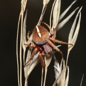 Hortophora transmarina at Paddys River, ACT - 15 Mar 2022 12:24 PM