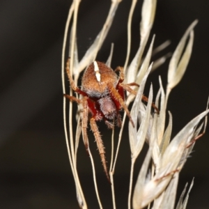 Hortophora transmarina at Paddys River, ACT - 15 Mar 2022