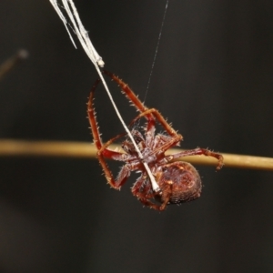 Hortophora transmarina at Paddys River, ACT - 15 Mar 2022 12:24 PM