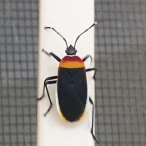 Dindymus versicolor at Turner, ACT - 16 Mar 2022