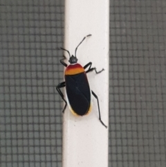 Dindymus versicolor at Turner, ACT - 16 Mar 2022 01:25 PM