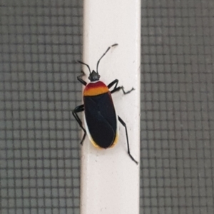 Dindymus versicolor at Turner, ACT - 16 Mar 2022