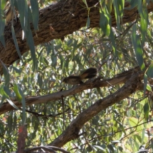 Rhipidura rufifrons at Theodore, ACT - 11 Mar 2022 02:05 PM