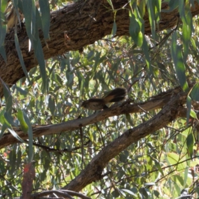 Rhipidura rufifrons (Rufous Fantail) at Tuggeranong Hill - 11 Mar 2022 by RAllen