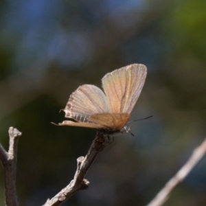 Theclinesthes miskini at Theodore, ACT - 11 Mar 2022