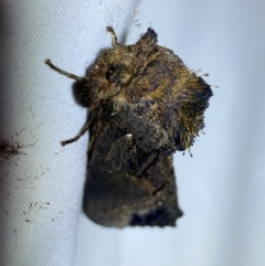 Hylaeora dilucida at Jerrabomberra, NSW - suppressed