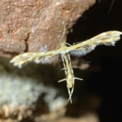 Sphenarches anisodactylus (Geranium Plume Moth) at Jerrabomberra, NSW - 15 Mar 2022 by Steve_Bok