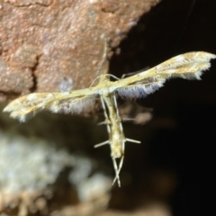 Sphenarches anisodactylus at Jerrabomberra, NSW - suppressed