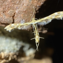 Sphenarches anisodactylus at Jerrabomberra, NSW - suppressed