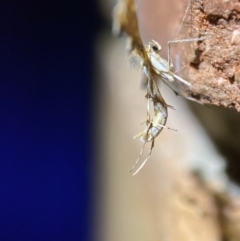 Sphenarches anisodactylus at Jerrabomberra, NSW - suppressed