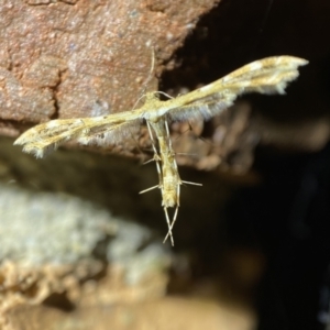 Sphenarches anisodactylus at Jerrabomberra, NSW - suppressed