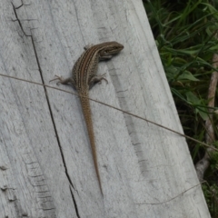Liopholis whitii (White's Skink) at Jindabyne, NSW - 12 Mar 2022 by Amata
