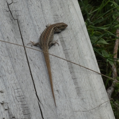 Liopholis whitii (White's Skink) at Jindabyne, NSW - 12 Mar 2022 by Amata