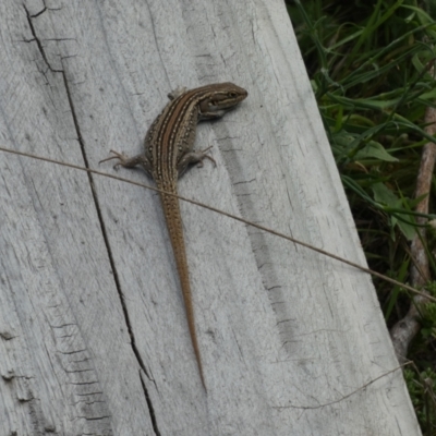 Liopholis whitii (White's Skink) at Jindabyne, NSW - 12 Mar 2022 by Birdy