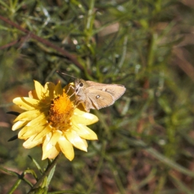 Trapezites luteus (Yellow Ochre, Rare White-spot Skipper) at Theodore, ACT - 11 Mar 2022 by RAllen