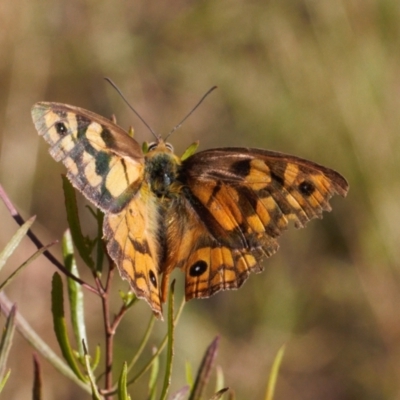 Heteronympha penelope (Shouldered Brown) at Theodore, ACT - 11 Mar 2022 by RAllen