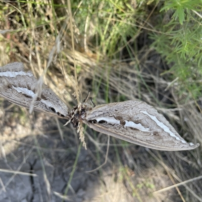 Abantiades (genus) (A Swift or Ghost moth) at Cotter River, ACT - 16 Feb 2022 by JaneR