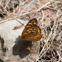 Heteronympha merope (Common Brown Butterfly) at Booth, ACT - 14 Mar 2022 by RAllen