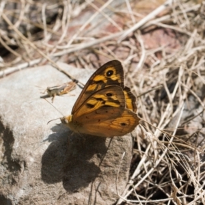 Heteronympha merope at Booth, ACT - 14 Mar 2022