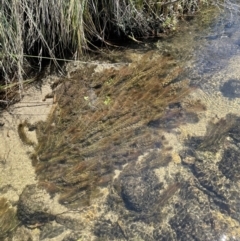 Myriophyllum variifolium (Varied Water-milfoil) at Cotter River, ACT - 16 Feb 2022 by JaneR