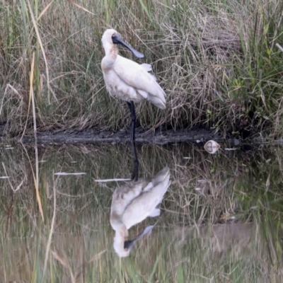 Platalea regia (Royal Spoonbill) at McKellar, ACT - 16 Mar 2022 by AlisonMilton