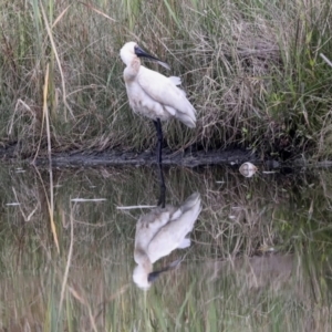 Platalea regia at McKellar, ACT - 16 Mar 2022 11:44 AM