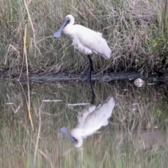 Platalea regia at McKellar, ACT - 16 Mar 2022 11:44 AM