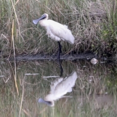 Platalea regia at McKellar, ACT - 16 Mar 2022 11:44 AM