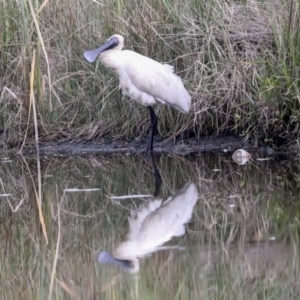 Platalea regia at McKellar, ACT - 16 Mar 2022 11:44 AM