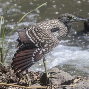 Nycticorax caledonicus at Giralang, ACT - 11 Mar 2022