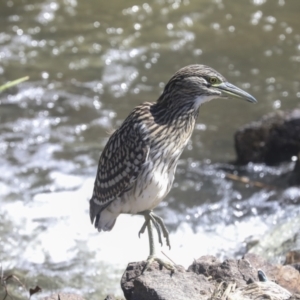 Nycticorax caledonicus at Giralang, ACT - 11 Mar 2022