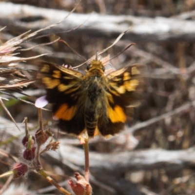 Trapezites eliena (Orange Ochre) at Booth, ACT - 14 Mar 2022 by RAllen