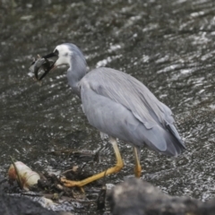 Egretta novaehollandiae (White-faced Heron) at Giralang, ACT - 15 Mar 2022 by AlisonMilton