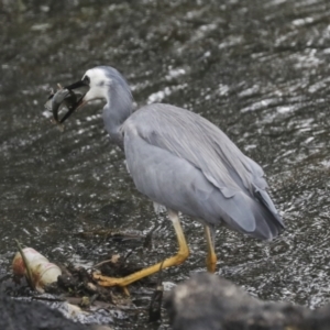 Egretta novaehollandiae at Giralang, ACT - 15 Mar 2022 05:14 PM