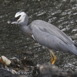 Egretta novaehollandiae at Giralang, ACT - 15 Mar 2022 05:14 PM