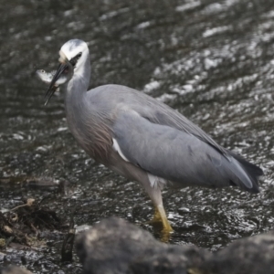 Egretta novaehollandiae at Giralang, ACT - 15 Mar 2022 05:14 PM