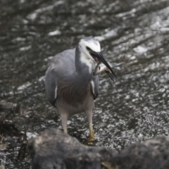 Egretta novaehollandiae at Giralang, ACT - 15 Mar 2022 05:14 PM