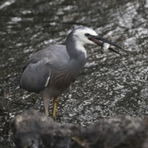 Egretta novaehollandiae at Giralang, ACT - 15 Mar 2022 05:14 PM