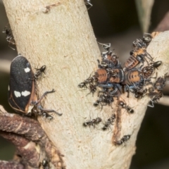 Eurymela fenestrata (Gum tree leafhopper) at Kama - 8 Mar 2022 by AlisonMilton