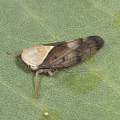 Brunotartessus fulvus (Yellow-headed Leafhopper) at Kama - 8 Mar 2022 by AlisonMilton