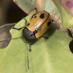 Cadmus (Cadmus) litigiosus (Leaf beetle) at Kama - 8 Mar 2022 by AlisonMilton
