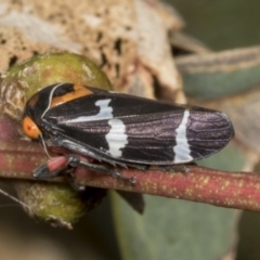 Eurymeloides pulchra (Gumtree hopper) at Molonglo Valley, ACT - 8 Mar 2022 by AlisonMilton